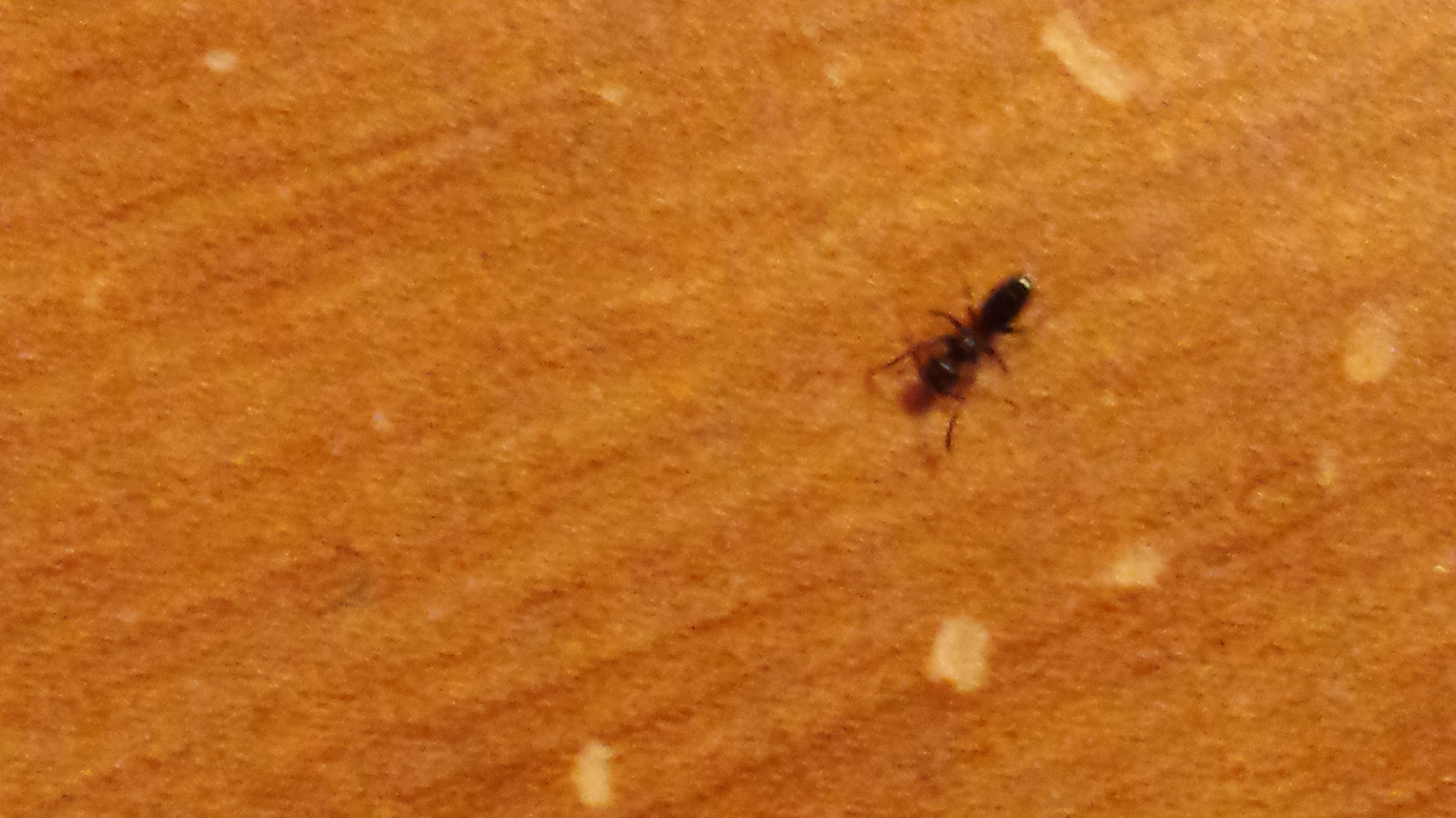 Carpenter ants in my bathroom Carpenter ants in my bathroom